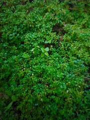 Pilea microphylla also known as katumpangan is a perennial plant native to Florida , Mexico , the...
