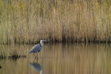  great blue heron ardea cinerea Gray Heron, Gray Heron (Ardea cinerea). Cabras, Oristano, Sardinia,...