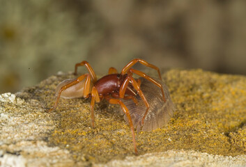 Woodlouse spider or sowbug hunter (Dysdera crocata) is a spider native to Mediterranan Basin but with a cosmopolitan distribution today.. Sardinia, Italy