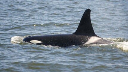 Fototapeta premium Orca surfacing ocean wildlife Pacific nature conservation