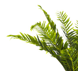 fern branch isolated transparent background. PNG fern leaves isolated transparent. miniature tree fern. fern plant isolated white. Blechnum Gibbum. Silver Lady, Dwarf Tree Fern. Oceaniopteris gibba.