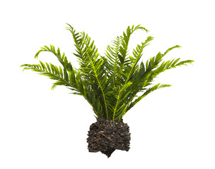 fern tree transparent PNG. fern plant isolated transparent background. miniature tree fern. Blechnum Gibbum. Silver Lady, Dwarf Tree Fern. Oceaniopteris gibba. outdoor plant PNG. fern leaves foliage.