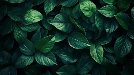 Dark Green Lush Leaves Natural Botanical Background Texture Image  High Resolution Deep Emerald Foliage Pattern Tropical Plant Design Element eco rich