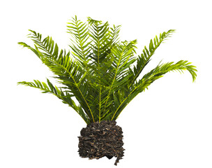 fern tree transparent PNG. fern plant isolated transparent background. miniature tree fern. Blechnum Gibbum. Silver Lady, Dwarf Tree Fern. Oceaniopteris gibba. outdoor plant PNG. fern leaves foliage.