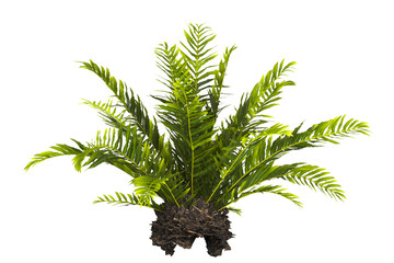 fern tree transparent PNG. fern plant isolated transparent background. miniature tree fern. Blechnum Gibbum. Silver Lady, Dwarf Tree Fern. Oceaniopteris gibba. outdoor plant PNG. fern leaves foliage.
