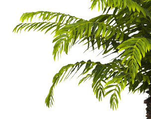 fern branch isolated transparent background. PNG fern leaves isolated transparent. miniature tree...