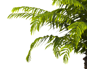 fern branch isolated transparent background. PNG fern leaves isolated transparent. miniature tree fern. fern plant isolated white. Blechnum Gibbum. Silver Lady, Dwarf Tree Fern. Oceaniopteris gibba.