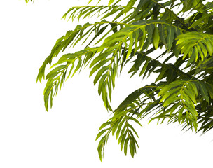 fern branch isolated transparent background. PNG fern leaves isolated transparent. miniature tree fern. fern plant isolated white. Blechnum Gibbum. Silver Lady, Dwarf Tree Fern. Oceaniopteris gibba.