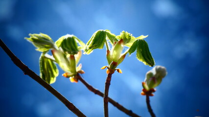 Spring Buds