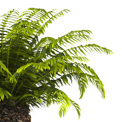 fern branch isolated transparent background. PNG fern leaves isolated transparent. miniature tree fern. fern plant isolated white. Blechnum Gibbum. Silver Lady, Dwarf Tree Fern. Oceaniopteris gibba.