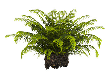 fern tree transparent PNG. fern plant isolated transparent background. miniature tree fern. Blechnum Gibbum. Silver Lady, Dwarf Tree Fern. Oceaniopteris gibba. outdoor plant PNG. fern leaves foliage.