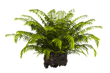 fern tree transparent PNG. fern plant isolated transparent background. miniature tree fern. Blechnum Gibbum. Silver Lady, Dwarf Tree Fern. Oceaniopteris gibba. outdoor plant PNG. fern leaves foliage.