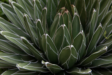 Obraz premium Royale agave from Mexico
