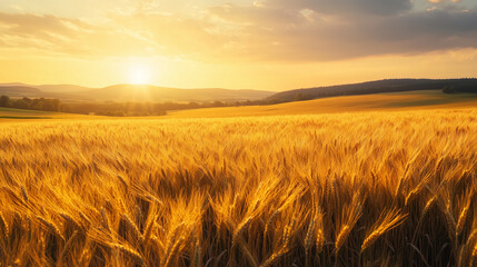 A golden wheat field swaying gently in the evening breeze, the last rays of sunlight painting the landscape in warm hues