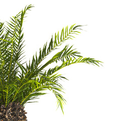 fern branch isolated transparent background. PNG fern leaves isolated transparent. fern plant isolated white. Blechnum Gibbum. Silver Lady, Dwarf Tree Fern. Oceaniopteris gibba. miniature tree fern.