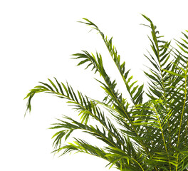 fern branch isolated transparent background. PNG fern leaves isolated transparent. fern plant isolated white. Blechnum Gibbum. Silver Lady, Dwarf Tree Fern. Oceaniopteris gibba. miniature tree fern.