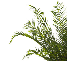 fern branch isolated transparent background. PNG fern leaves isolated transparent. fern plant isolated white. Blechnum Gibbum. Silver Lady, Dwarf Tree Fern. Oceaniopteris gibba. miniature tree fern.