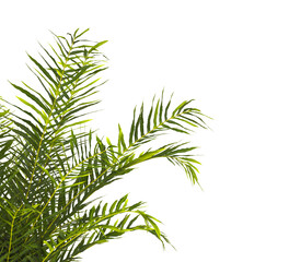 fern branch isolated transparent background. PNG fern leaves isolated transparent. fern plant...