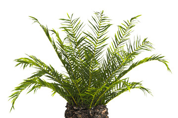fern tree transparent PNG. fern plant isolated transparent background. Blechnum Gibbum. Silver Lady, Dwarf Tree Fern. Oceaniopteris gibba. outdoor plant PNG. fern leaves foliage. miniature tree fern.