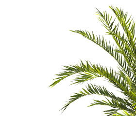 fern branch isolated transparent background. PNG fern leaves isolated transparent. fern plant isolated white. Blechnum Gibbum. Silver Lady, Dwarf Tree Fern. Oceaniopteris gibba. miniature tree fern.