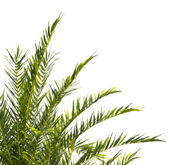 fern branch isolated transparent background. PNG fern leaves isolated transparent. fern plant isolated white. Blechnum Gibbum. Silver Lady, Dwarf Tree Fern. Oceaniopteris gibba. miniature tree fern.