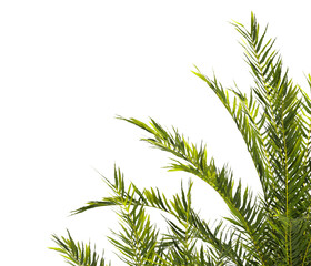 fern branch isolated transparent background. PNG fern leaves isolated transparent. fern plant isolated white. Blechnum Gibbum. Silver Lady, Dwarf Tree Fern. Oceaniopteris gibba. miniature tree fern.