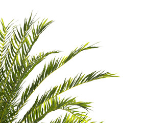 fern branch isolated transparent background. PNG fern leaves isolated transparent. fern plant...