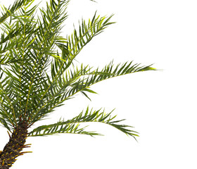 fern branch isolated transparent background. PNG fern leaves isolated transparent. fern plant isolated white. Blechnum Gibbum. Silver Lady, Dwarf Tree Fern. Oceaniopteris gibba. miniature tree fern.