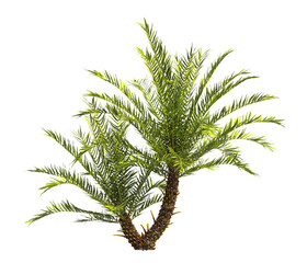 fern tree transparent PNG. fern plant isolated transparent background. Blechnum Gibbum. Silver Lady, Dwarf Tree Fern. Oceaniopteris gibba. outdoor plant PNG. fern leaves foliage. miniature tree fern.