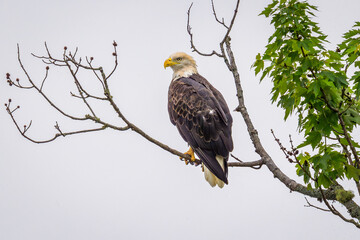 Bald Eagle perched on tree branch