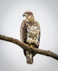 Immature juvenile bald eagle perched on branch