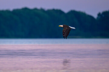 Bald eagle flying over water at dusk
