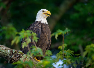 Close-up of bald eagle perching on tree branch with leaves