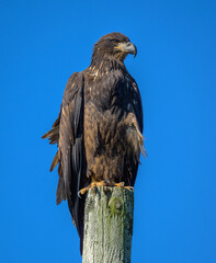 Immature Juvenile Bald Eagle on telephone pole