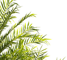 fern branch isolated transparent background. PNG fern leaves isolated transparent. fern plant isolated white. Blechnum Gibbum. Silver Lady, Dwarf Tree Fern. Oceaniopteris gibba. miniature tree fern.
