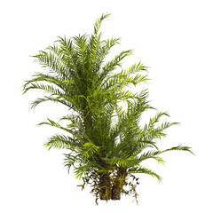 fern tree transparent PNG. fern plant isolated transparent background. Blechnum Gibbum. Silver Lady, Dwarf Tree Fern. Oceaniopteris gibba. outdoor plant PNG. fern leaves foliage. miniature tree fern. © frank