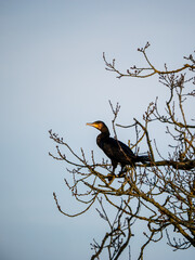 A Cormorant Perched in a Tree
