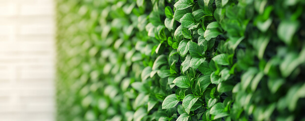 Climate solutions and green technology for sustainability. Lush green leaves covering a wall, creating a natural texture.