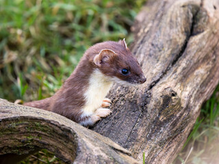 Close-up of a Stoat Head