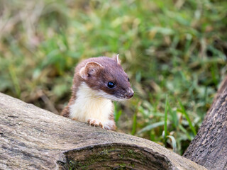 Close-up of a Stoat Head
