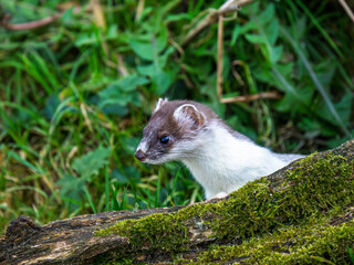 Close-up of a Partial Ermine Stoat Head