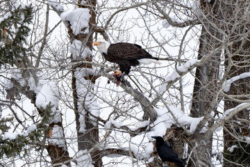 Raven trying to get fish from Bald eagle; Grand Teton NP; Wyoming