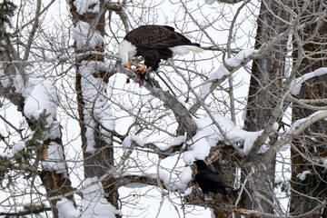 Raven trying to get fish from Bald eagle; Grand Teton NP; Wyoming