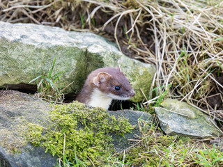 Close-up of a Stoat Head