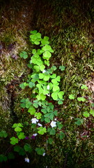 Fototapeta premium Clover patch