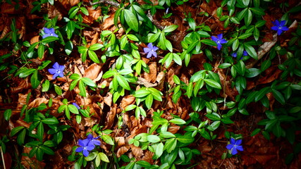 Purple flowers among the vines