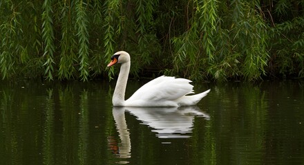 Fototapeta premium Swan Swimming on Calm Pond Water Reflecting Green Willow Trees