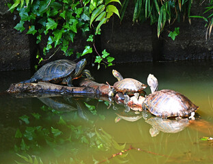 甲羅干しをするアカミミガメの群れ