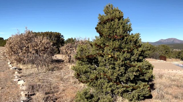 Pinon Tree Outside Decorated for the Holidays