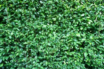 Intensely Green Hedge Wall Texture. Perfect for creating a natural and vibrant backdrop in your design projects. High-resolution image for versatile use.